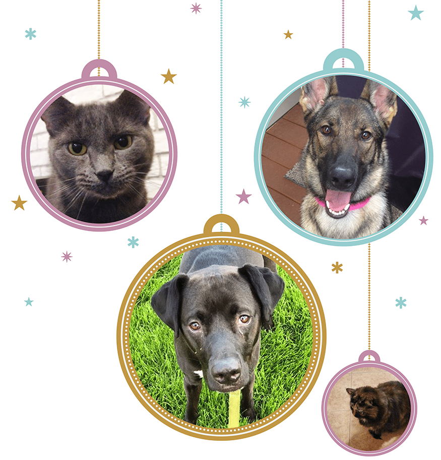 XMASPets10