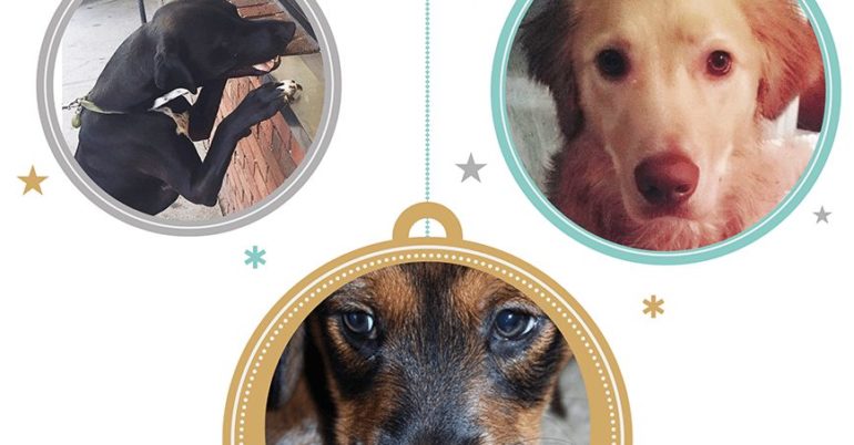 Happy Holidays from our Furry Favorites