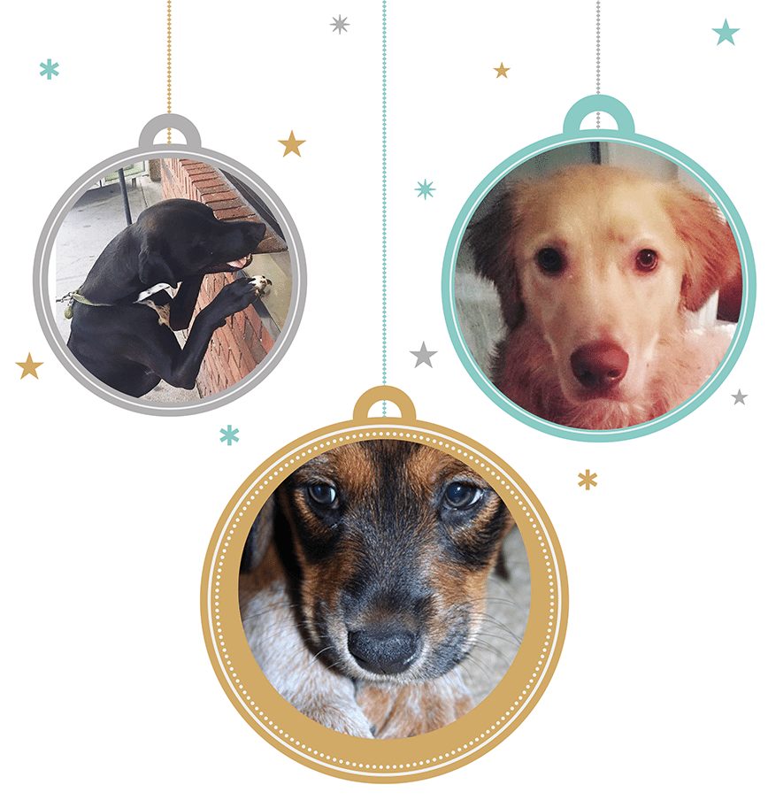 Happy Holidays from our Furry Favorites