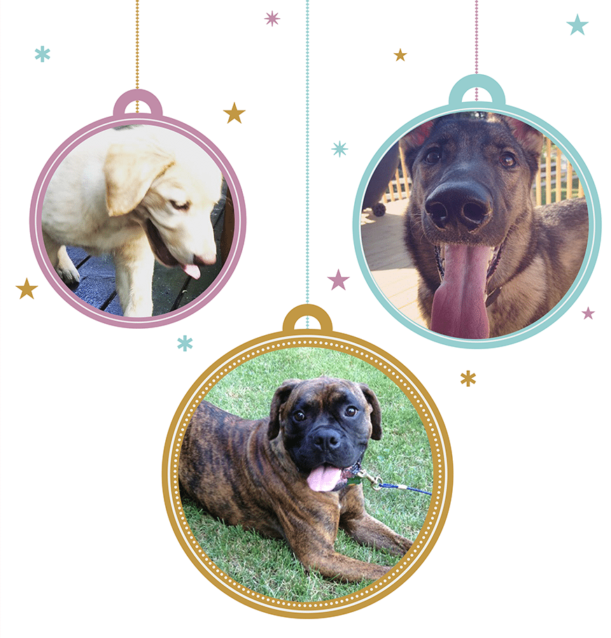 XMASPets4