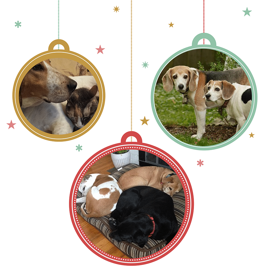 XMASPets5